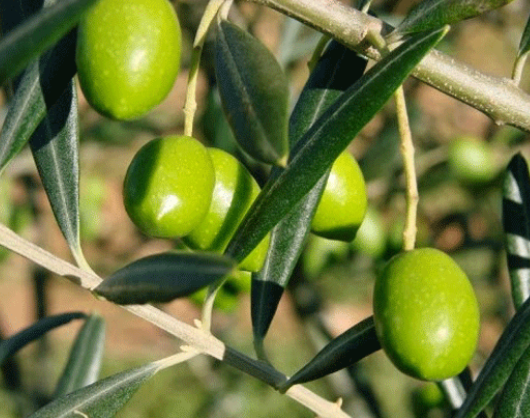 İncilde Zeytin Kelimesi Geçen İfadeler