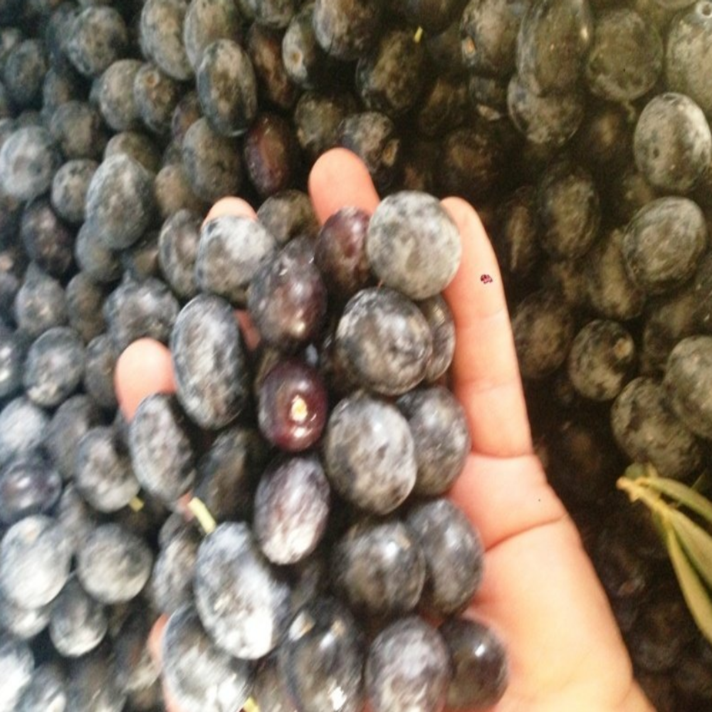 Siyah Selelik Salamuralık Ham Zeytin Satışı