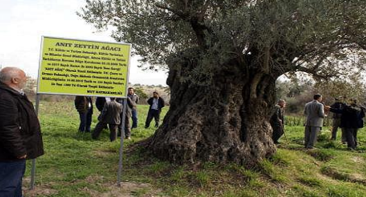 Zeytin Ağacı