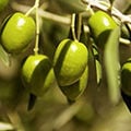 Kırmalık Ham Yeşil Zeytin