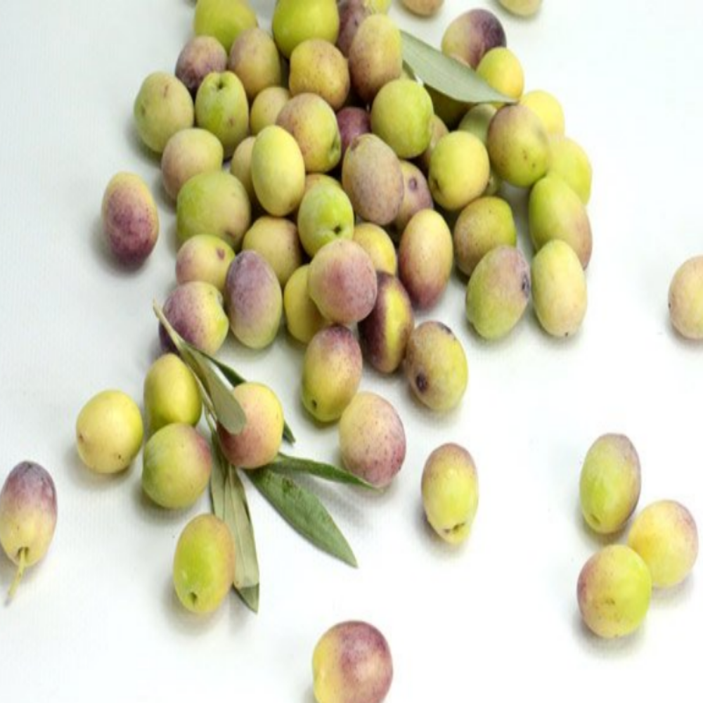 Yeni Hasat Kırmralık Çizmelik Taze Ayvalık Yeşil Ham Zeytini Yüksek Kalibe