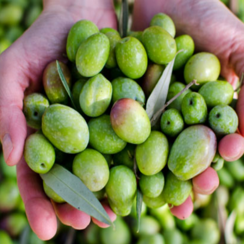 İri Boy Gemlik Tipi Taze Ham Yeşil Zeytin