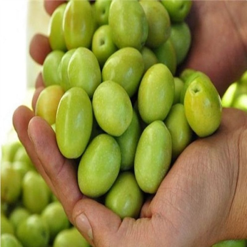 Yeni Hasat Orta Boy Kırmalık Doldurmalık Çizmelik Domat Yeşil Ham Zeytin