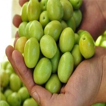 Yeni Hasat Orta Boy Kırmalık Doldurmalık Çizmelik Domat Yeşil Ham Zeytin