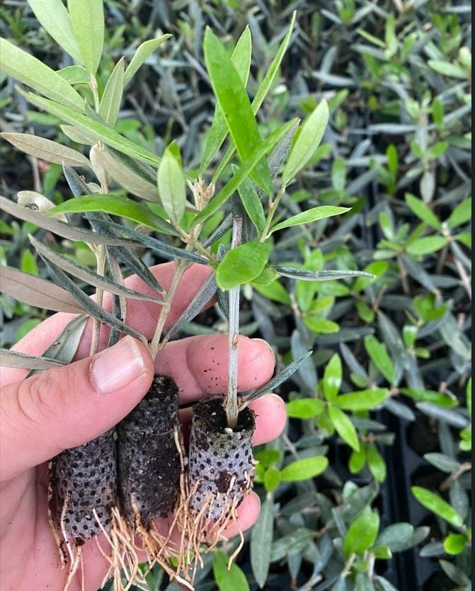 Düğün Nişan Organizasyon İçin Paper Potta Bodur Zeytin (50 Adet)