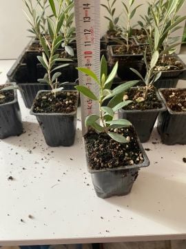 Düğün Nişan Nikah Özel Günler Organizasyon İçin Mini Saksıda Zeytin Fidanı (10 adet)