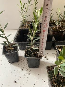 Düğün Nişan Nikah Özel Günler Organizasyon İçin Mini Saksıda Zeytin Fidanı (10 adet)