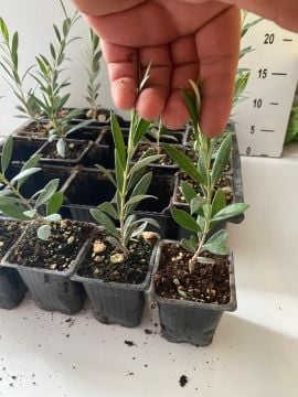 Düğün Nişan Nikah Özel Günler Organizasyon İçin Mini Saksıda Zeytin Fidanı (10 adet)