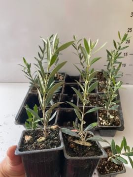 Düğün Nişan Nikah Özel Günler Organizasyon İçin Mini Saksıda Zeytin Fidanı (10 adet)