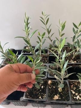 Düğün Nişan Nikah Özel Günler Organizasyon İçin Mini Saksıda Zeytin Fidanı (10 adet)