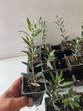 Düğün Nişan Nikah Özel Günler Organizasyon İçin Mini Saksıda Zeytin Fidanı (100 adet)