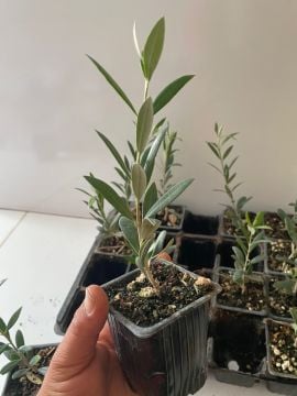 Düğün Nişan Nikah Özel Günler Organizasyon İçin Mini Saksıda Zeytin Fidanı (100 adet)