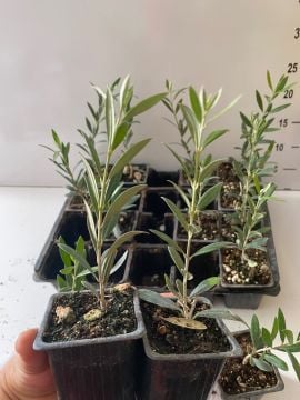 Düğün Nişan Nikah Özel Günler Organizasyon İçin Mini Saksıda Zeytin Fidanı (100 adet)