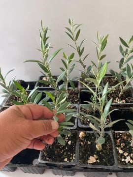 Düğün Nişan Nikah Özel Günler Organizasyon İçin Mini Saksıda Zeytin Fidanı (100 adet)